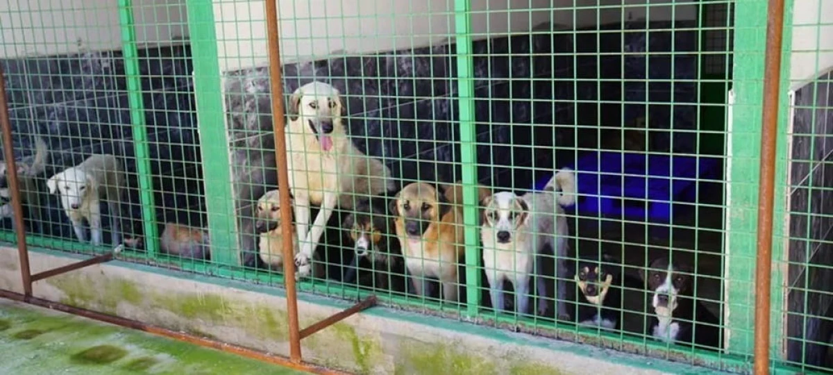 Tire Belediyesi Hayvan Barınağı Hakkında Ciddi İddialar: &ldquo;İki K&ouml;pek Nerede?&rdquo;